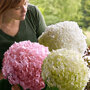 Hydrangea 'Strong Annabelle'